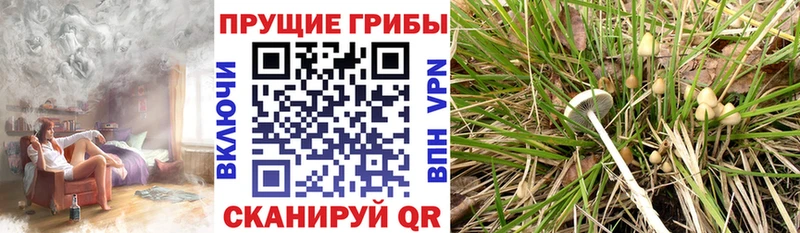 Купить закладки  Елизово  Галлюциногенные грибы MAGIC MUSHROOMS 